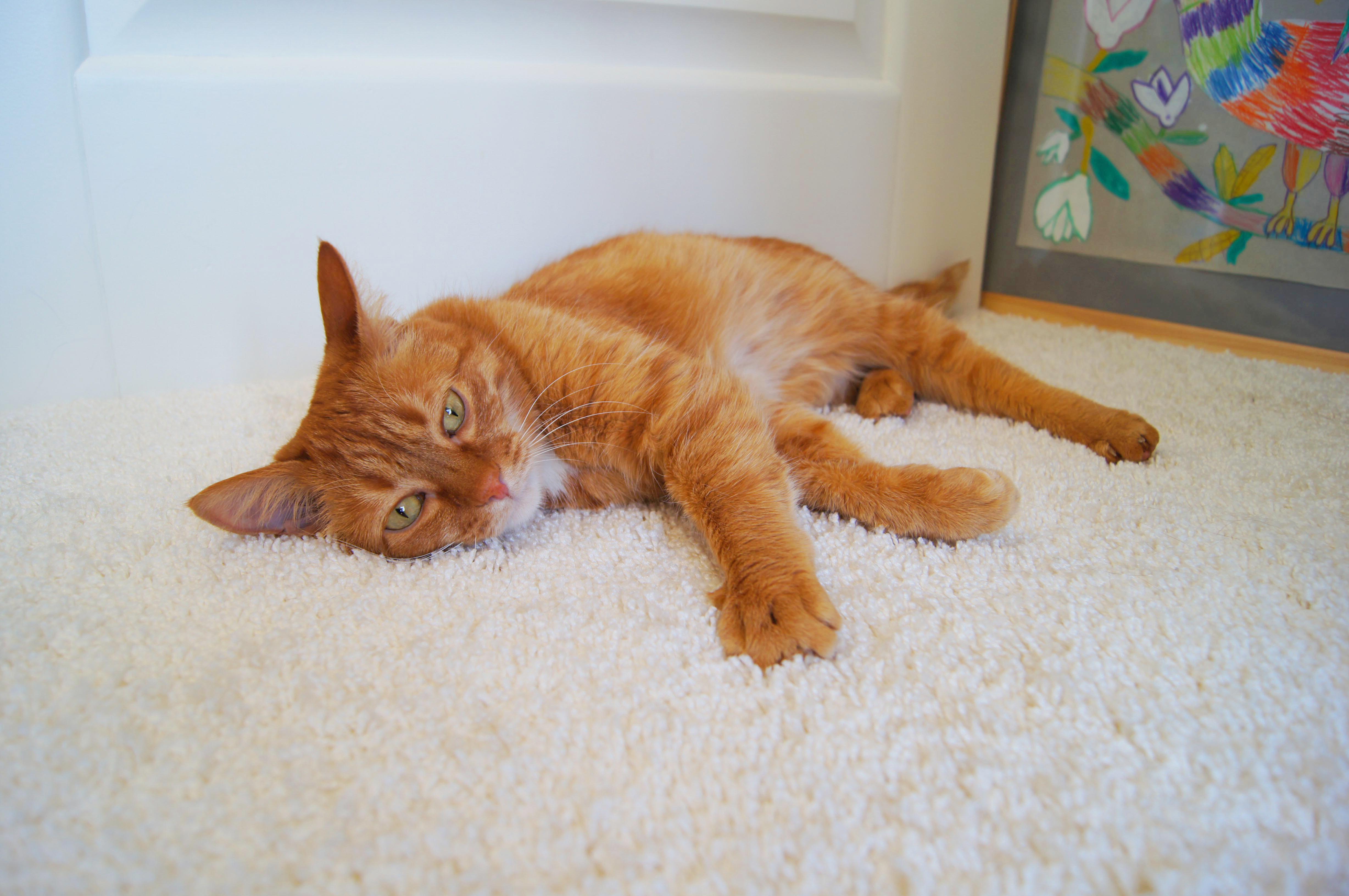 Ковролин "Зартекс" Amarena 176 белый (4м) — купить в Сыктывкаре